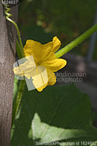 Image of Cucumber flower