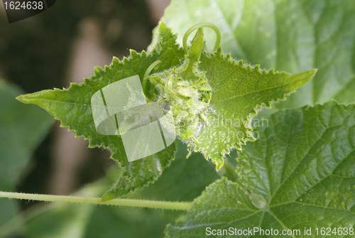 Image of Cucumber sprout