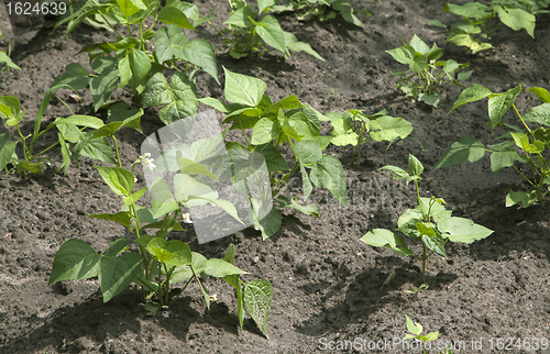 Image of Sprouts of kidney beans