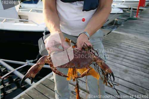 Image of Big crab