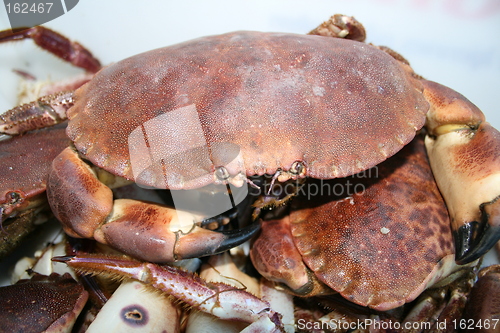 Image of Crab