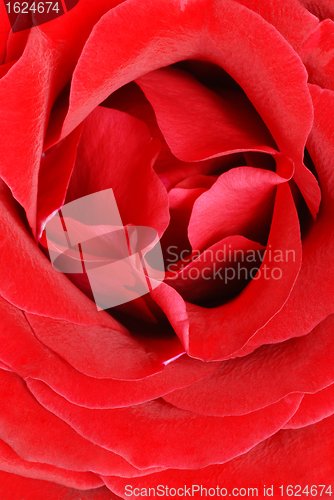 Image of Red rose petals