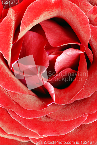 Image of Red rose petals