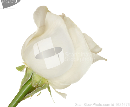 Image of White rose