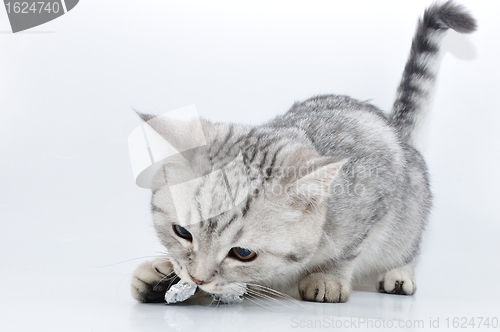 Image of silver tabby Scottish kitten  playing