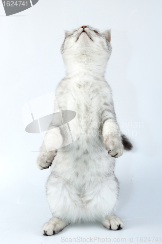 Image of cute silver tabby Scottish cat standing on hind feet