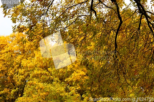 Image of Autumn Trees