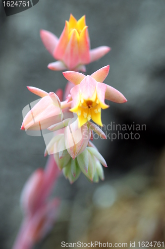 Image of echeveria runyonii habitus inflorescences