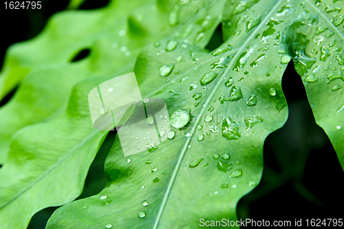 Image of Melting snow drops on green plant leafs