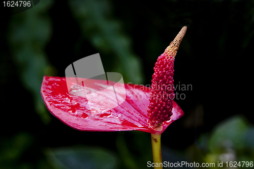 Image of Zoomed flower with one opened wet leaf