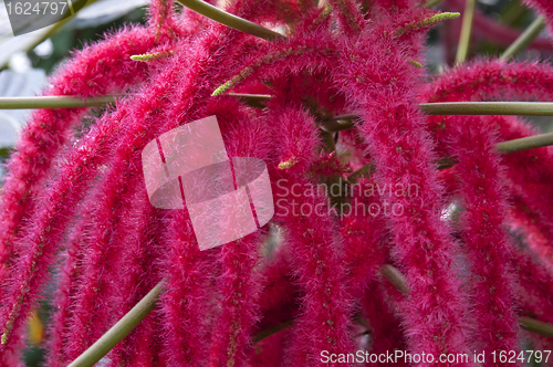 Image of Zoomed flower with many hairy red stems