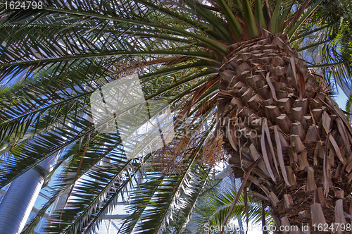 Image of Palm leafs are branched and illuminated