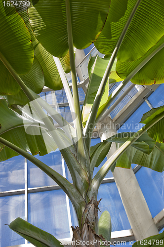 Image of Usual palm leafs branched and illuminated