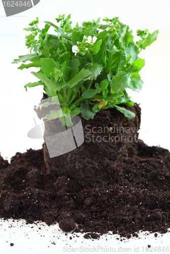 Image of Planting