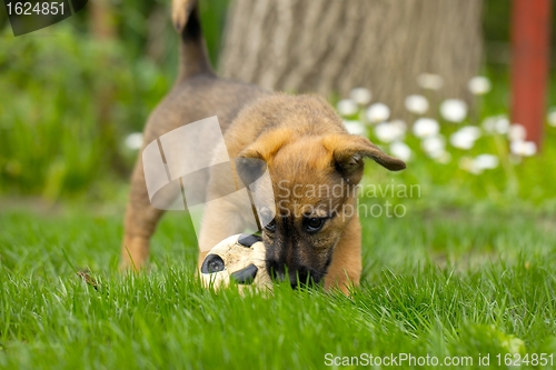 Image of Dog