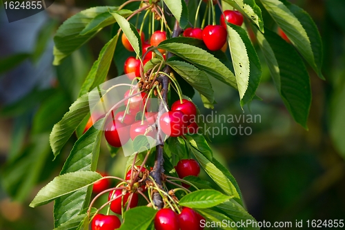 Image of Cherry