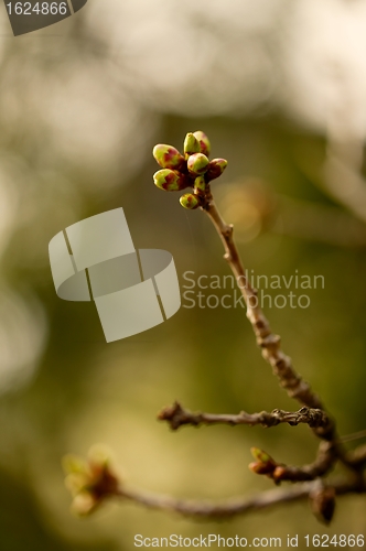 Image of Buds