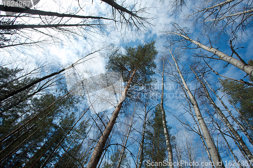 Image of Treetops