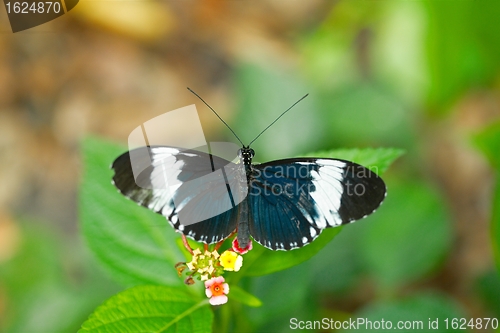 Image of Butterfly