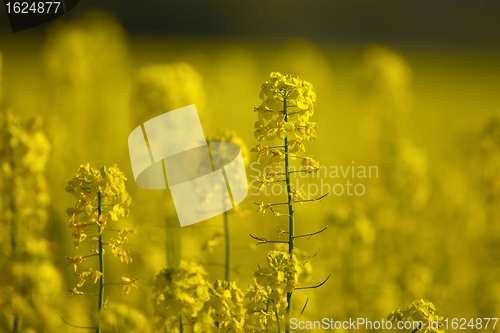 Image of Rapeseed