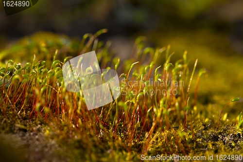 Image of Moss