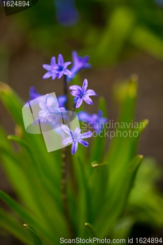 Image of Flower