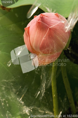 Image of Lotus flower
