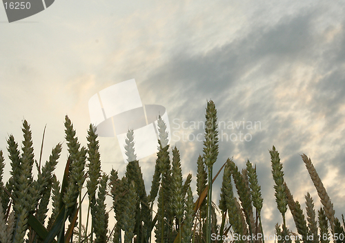 Image of wheat