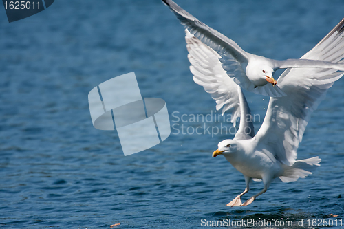 Image of gulls