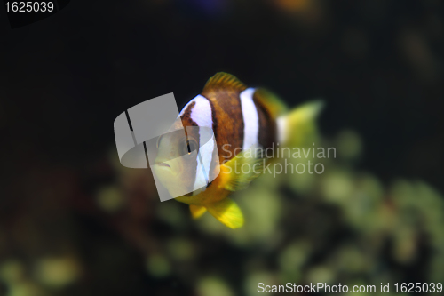 Image of clown fish 