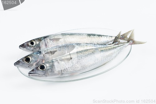 Image of Fresh fishes