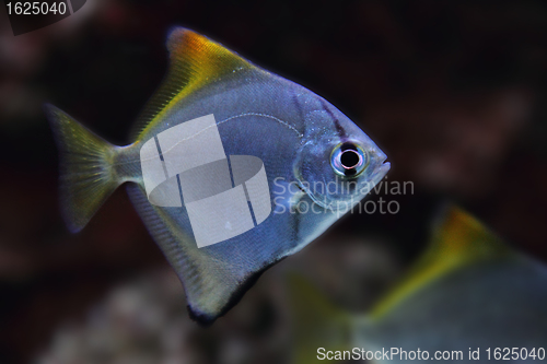 Image of exotic sea fish