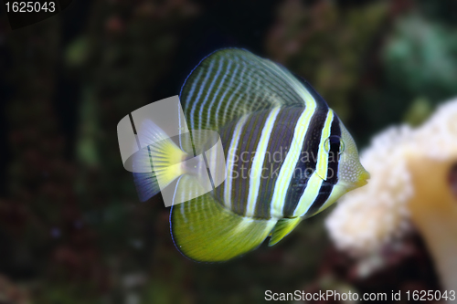 Image of exotic sea fish