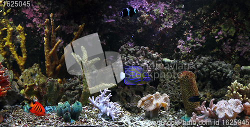 Image of  aquarium
