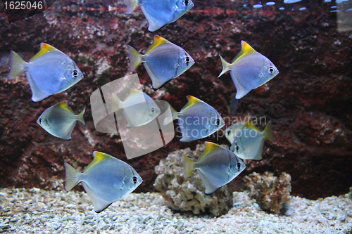 Image of exotic sea fishes