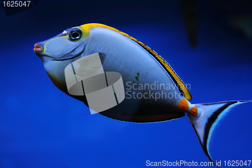 Image of exotic sea fish