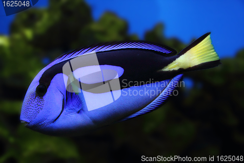 Image of exotic sea fish