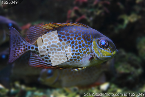 Image of exotic sea fish