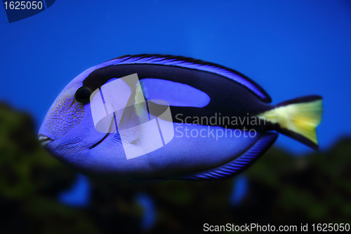 Image of exotic sea fish