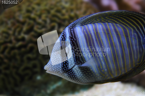 Image of exotic sea fish 