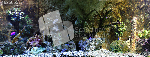 Image of aquarium background 