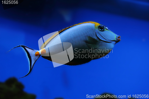 Image of exotic sea fish