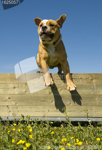 Image of jumping english bulldog