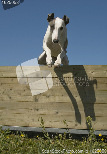 Image of jumping whippet