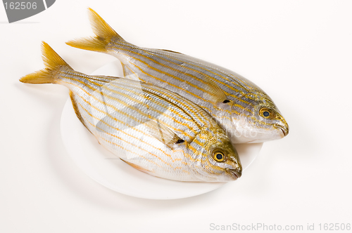 Image of Fresh fishes