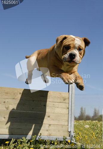 Image of jumping bulldog