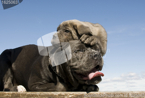 Image of italian mastiff mother and puppy