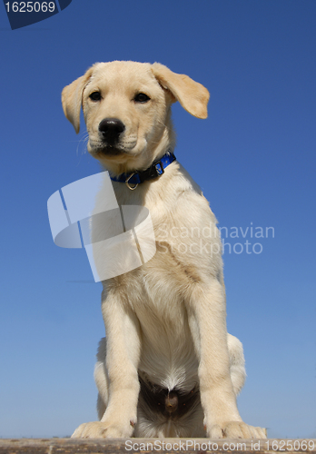 Image of puppy labrador