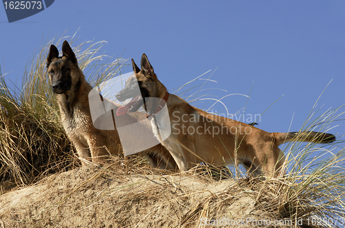 Image of two young malinois