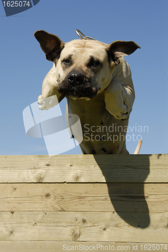 Image of jumping dogo canario